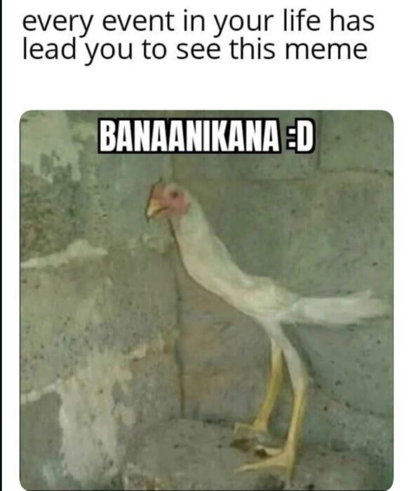 Meemi